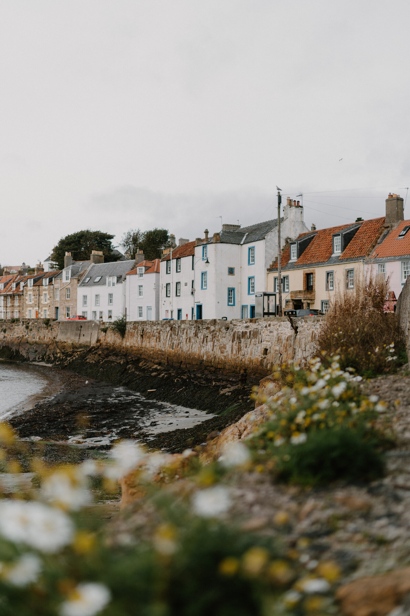 A row of white and coloured houses lines a stone harbour wall, wildflowers blooming along the shore in the foreground.
