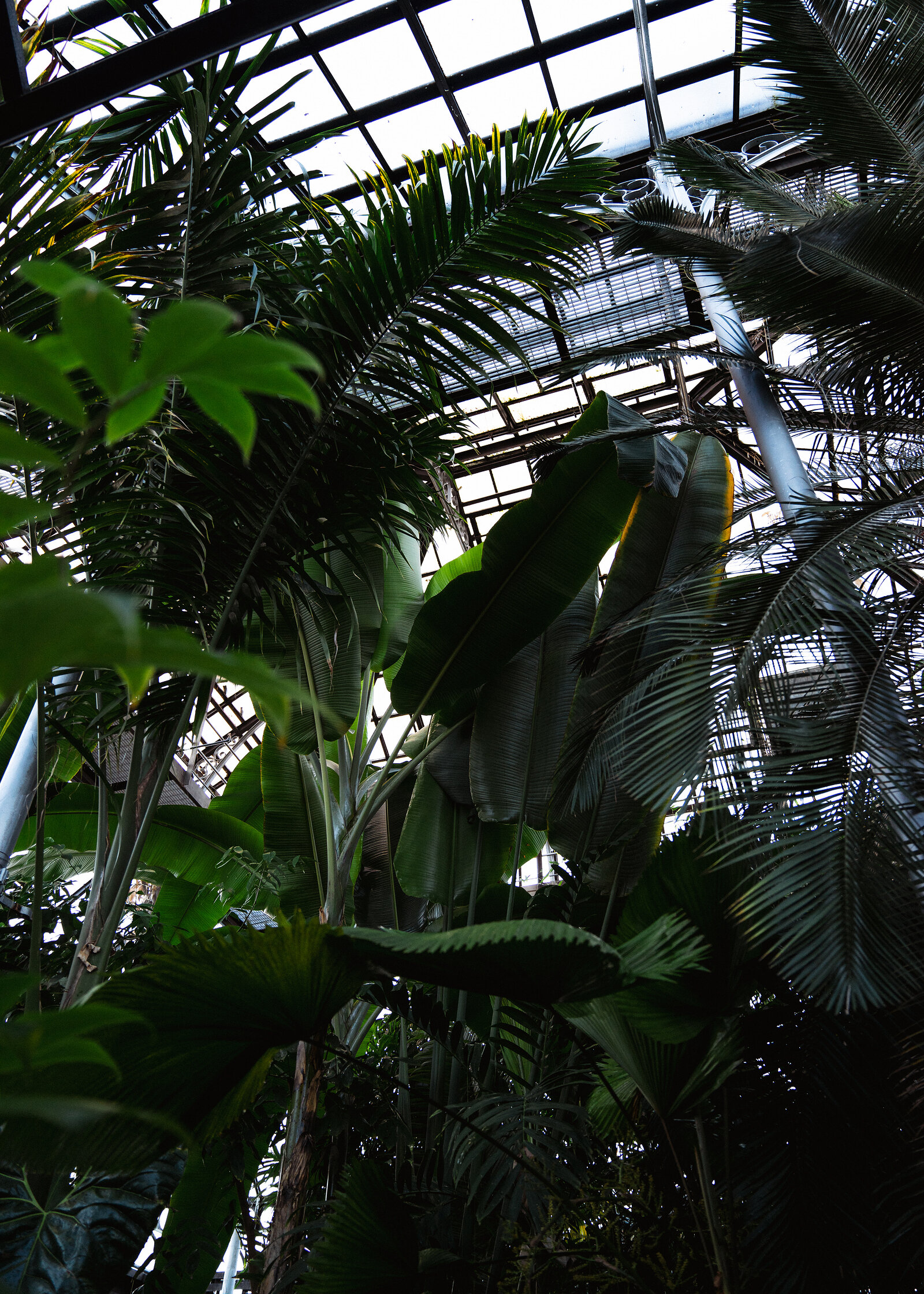 A dense canopy of palm fronds and banana leaves fills a glasshouse, the steel and glass roof structure visible through gaps above.