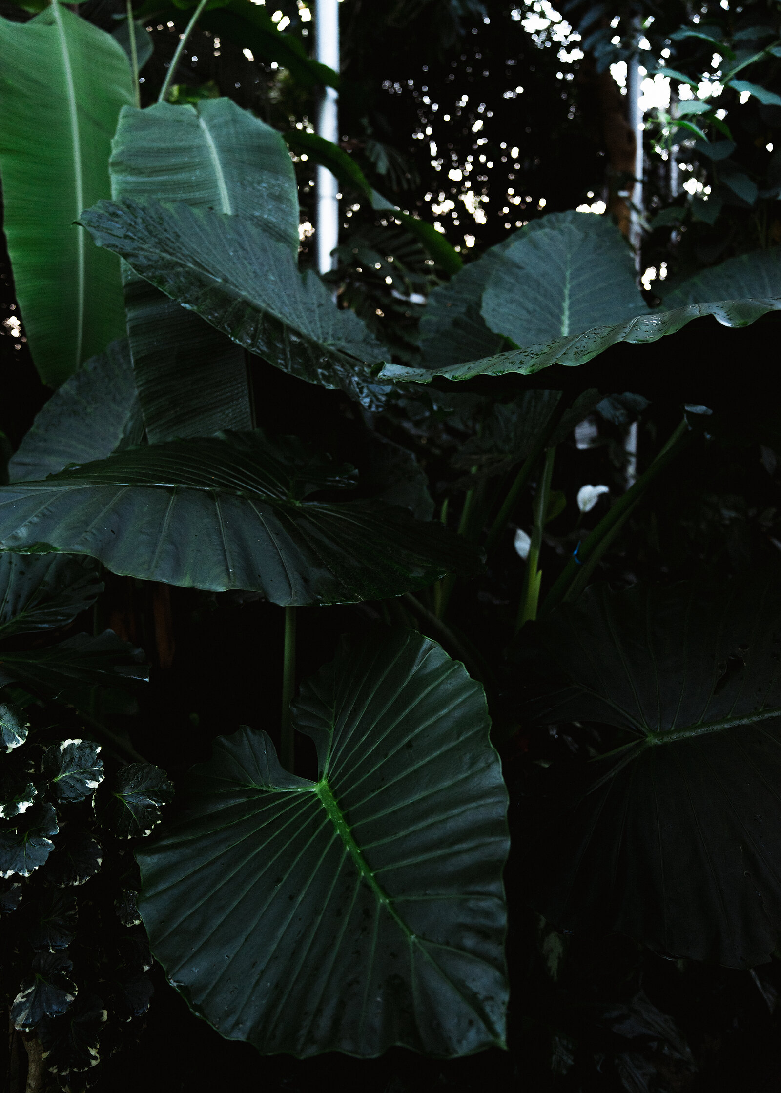 Large glossy elephant-ear leaves form a dense dark canopy in a glasshouse, dappled light filtering through from above.