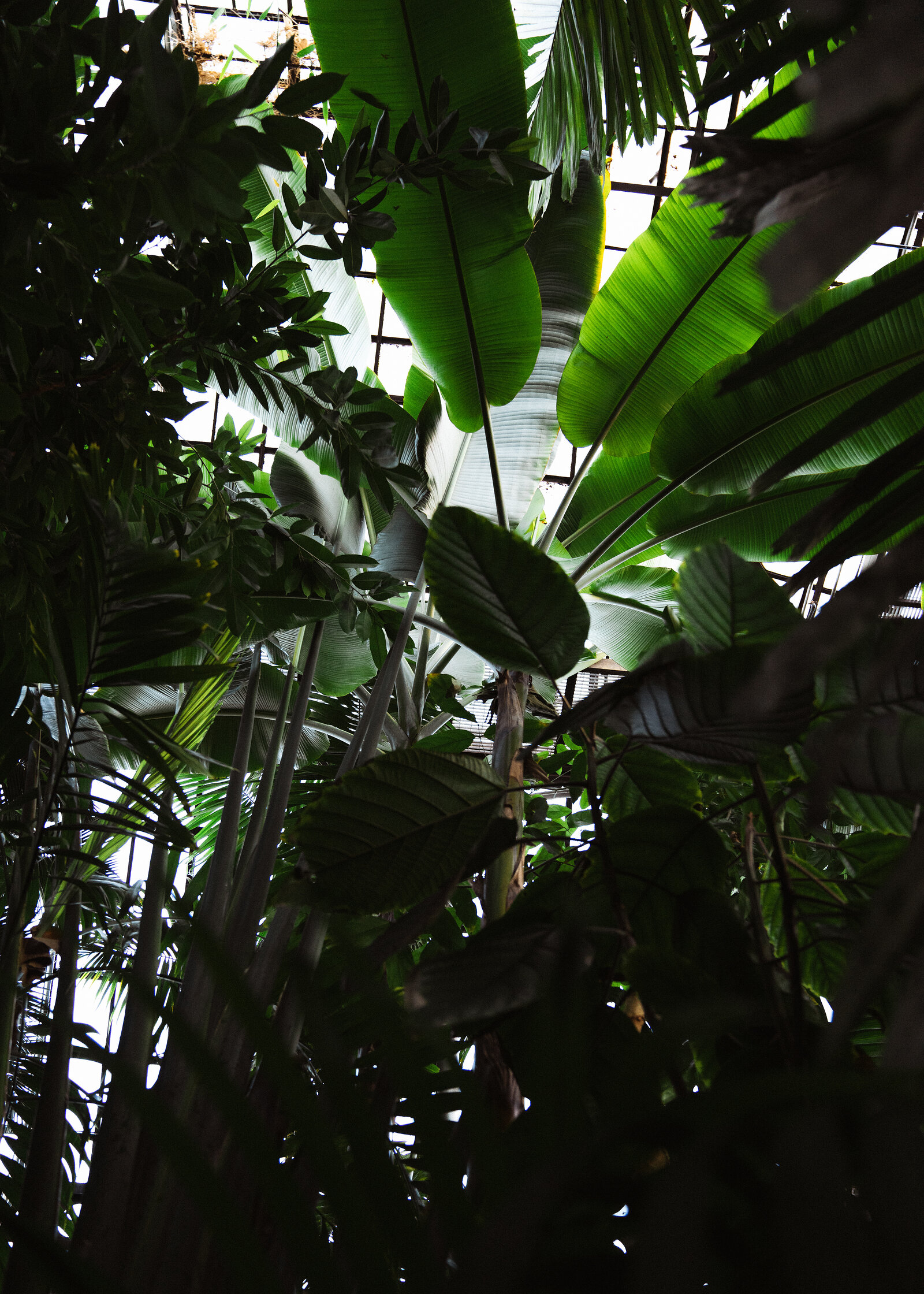 A dense canopy of banana leaves and palm fronds fills a glasshouse, light filtering through the steel-framed glass roof above.