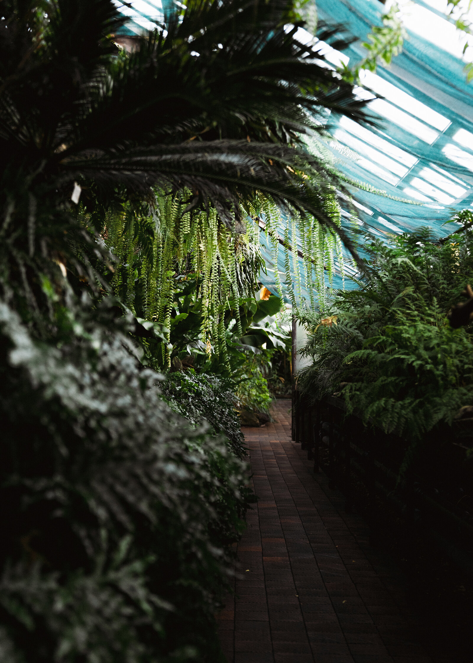A brick path winds through a glasshouse lined with ferns and palms, blue shading netting draped overhead.