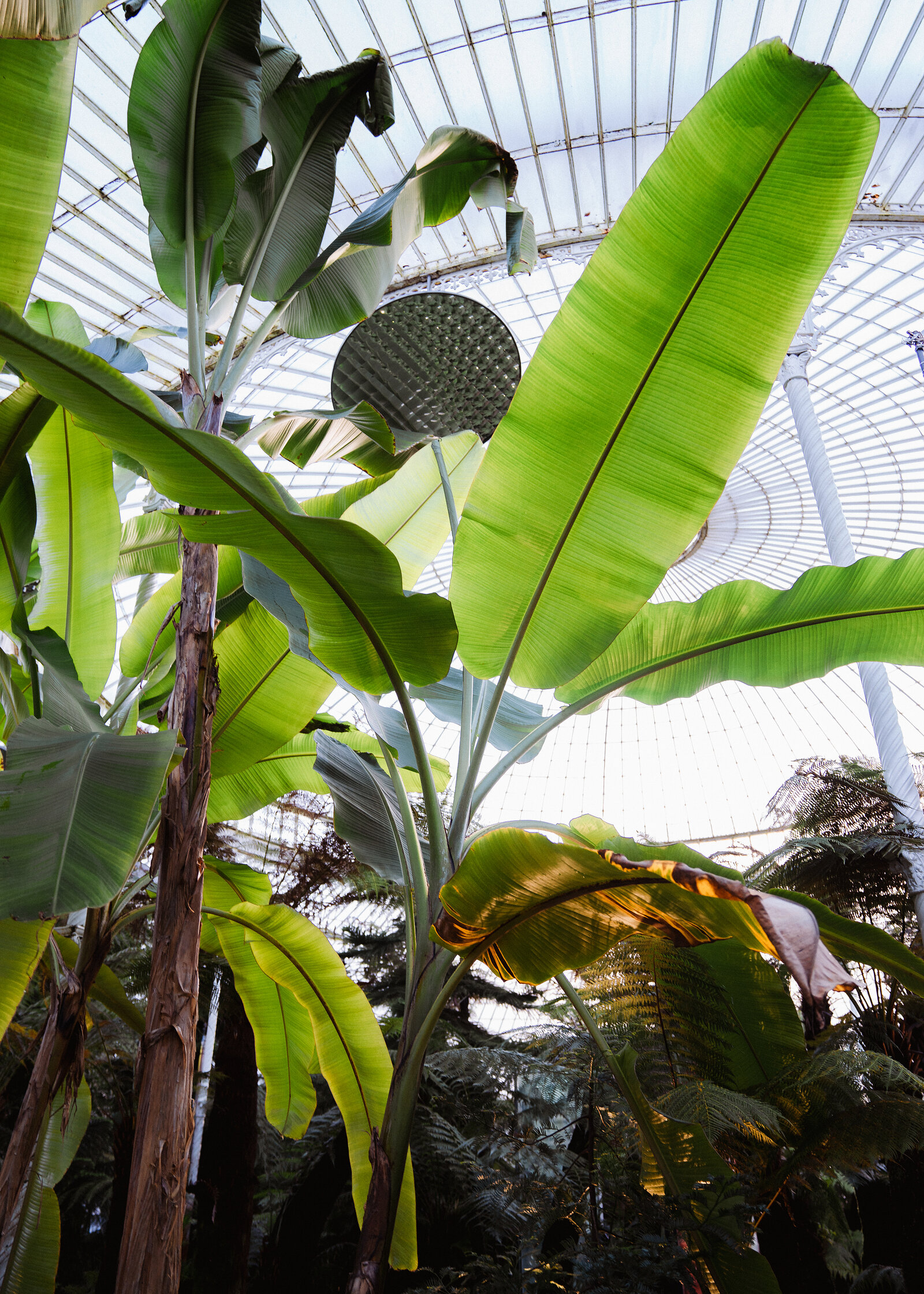 Large banana leaves and palm fronds reach towards a curved glass roof, a decorative perforated metal disc visible among the steel framework.