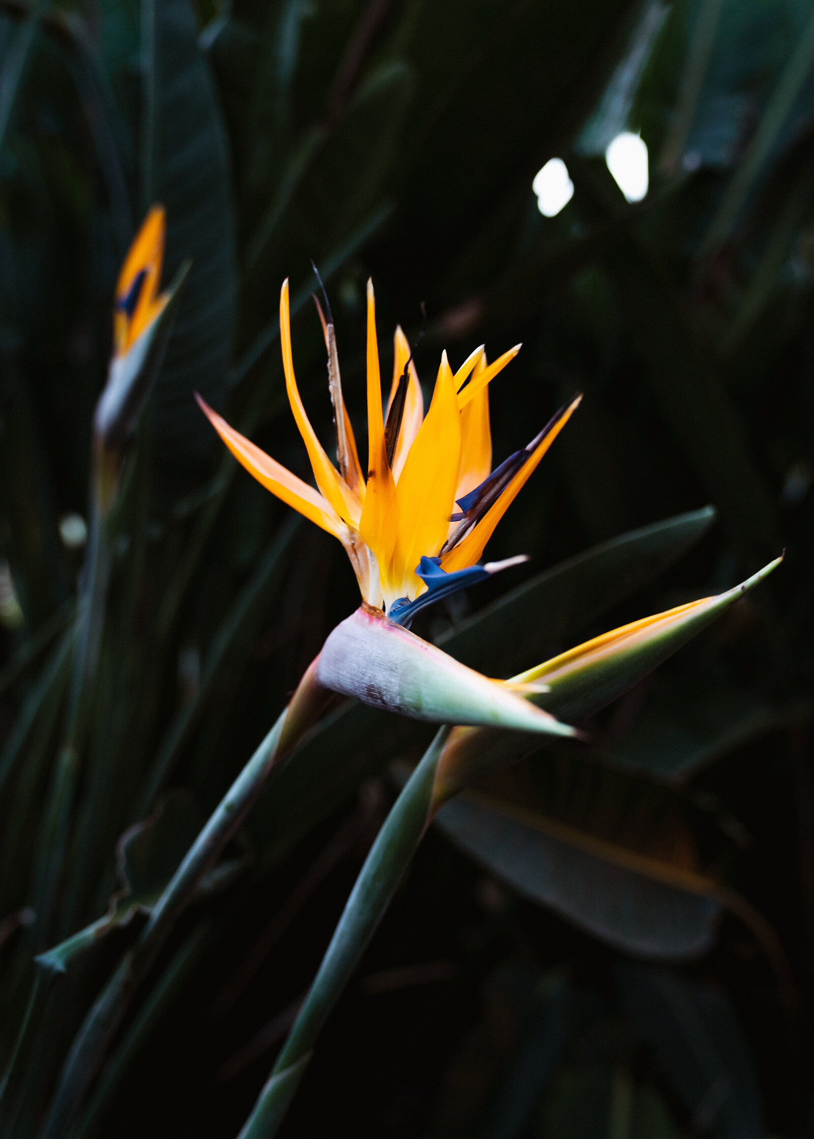A bird of paradise flower's orange and blue petals catch the light against dark foliage, a second bud visible behind.