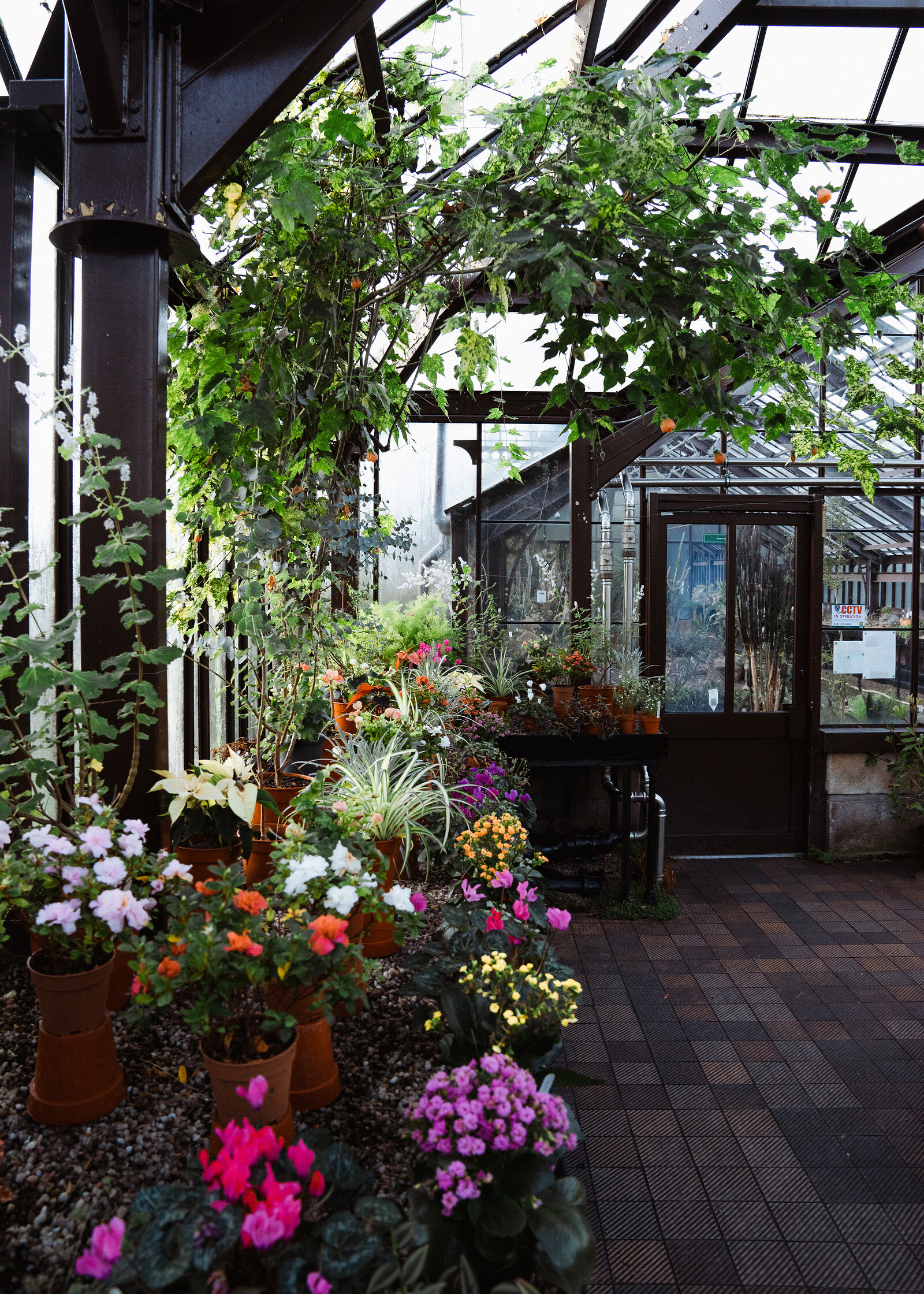 A glasshouse aisle is lined with potted flowering plants in bloom, climbing vines reaching overhead towards a shop counter at the far end.