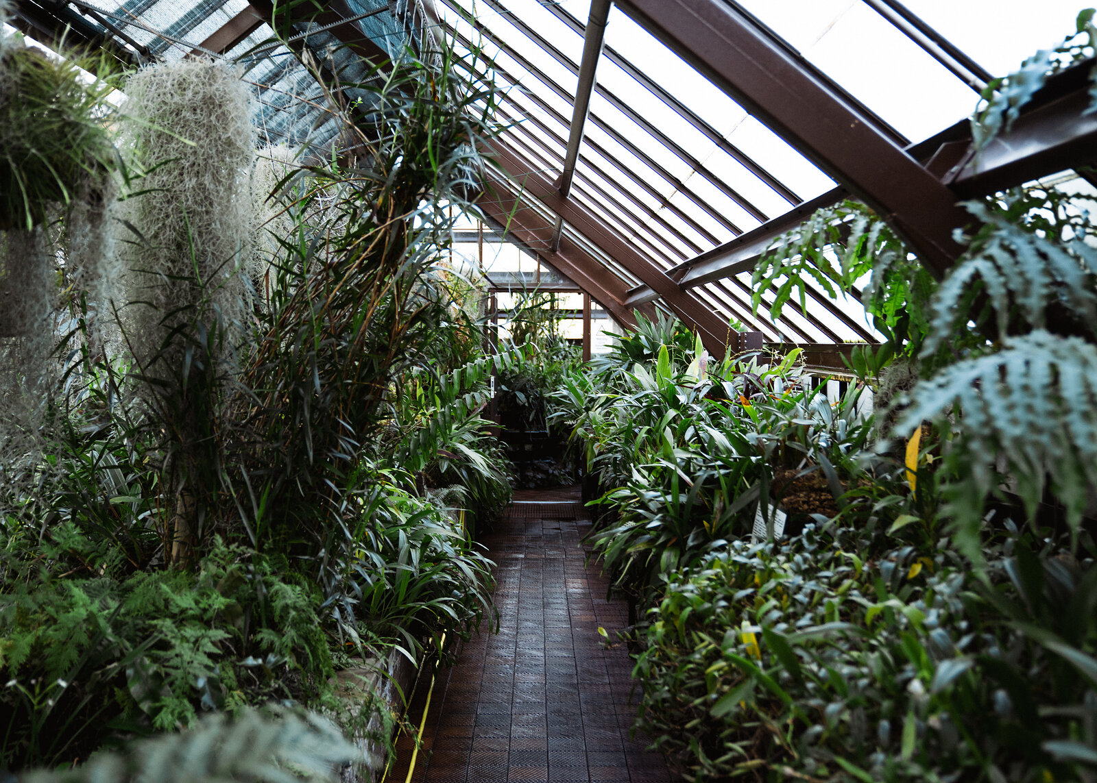 A brick path through a glasshouse is lined with ferns and hanging Spanish moss, the glass and timber roof structure rising above.