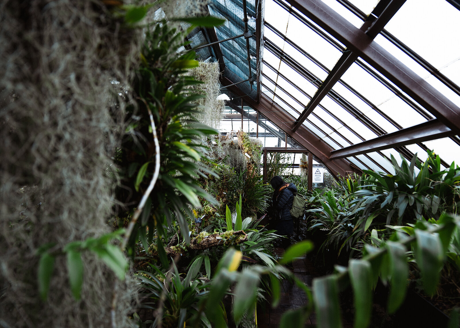Hanging moss and ferns crowd a glasshouse interior, a person crouching among the plants beneath the glazed roof.