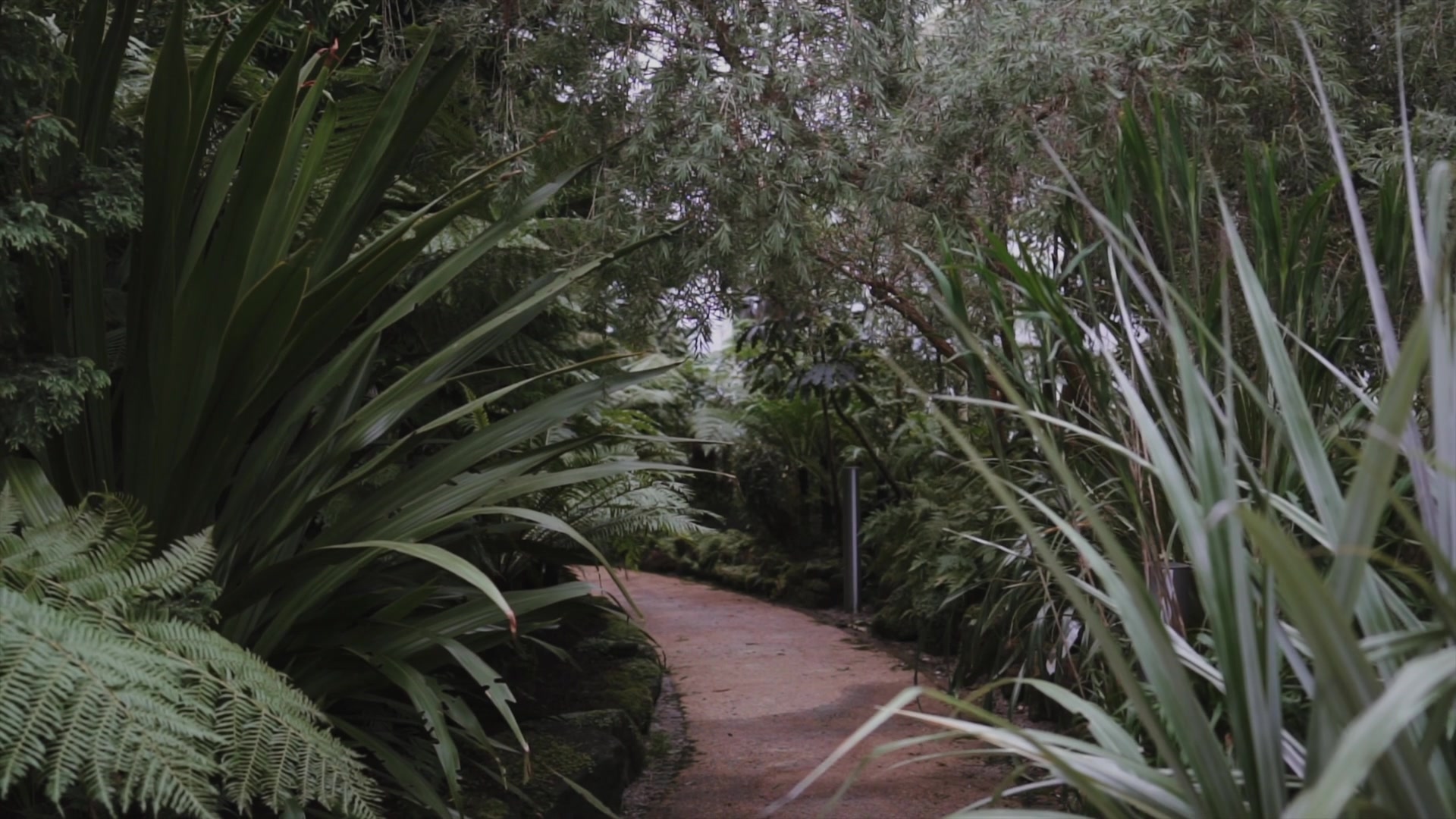 A gravel path winds beneath ferns and tropical foliage inside a glasshouse.