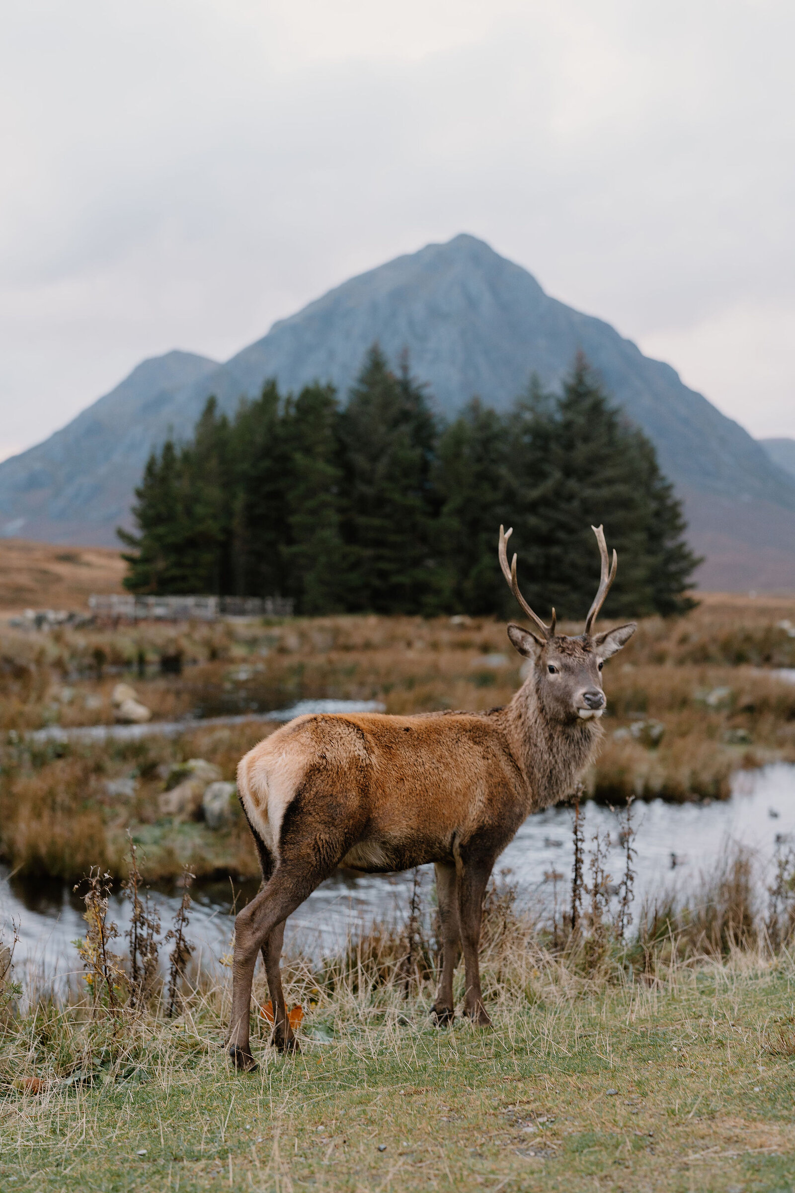 A red deer stag with antlers stands beside a stream, a distinctive pyramidal mountain rising behind pine trees.