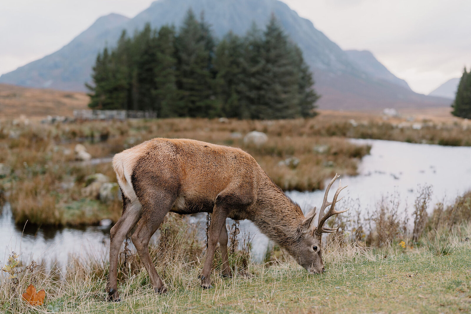 A red deer stag with antlers grazes beside a stream, a distinctive pyramidal mountain rising behind pine trees.