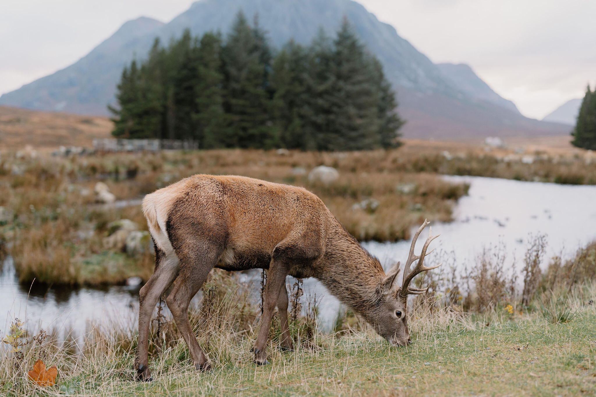 A red deer stag grazing by the river, the hill rising behind a stand of conifers.