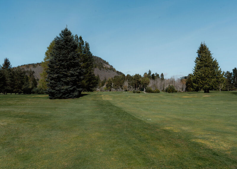 A fairway with a large spruce and a rounded wooded hill behind.