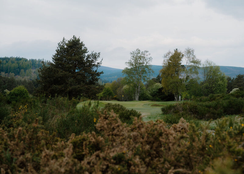 A green seen over flowering gorse, with a Scots pine and birches behind.