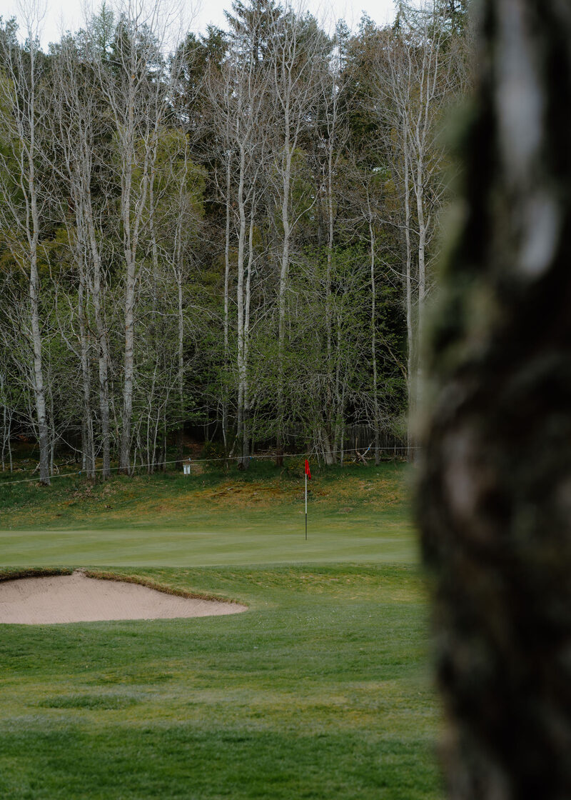 A green with a red flag beyond a bunker, below a stand of birches.