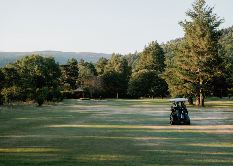 A golf buggy driving down a sunlit fairway towards a big spruce and the woods.