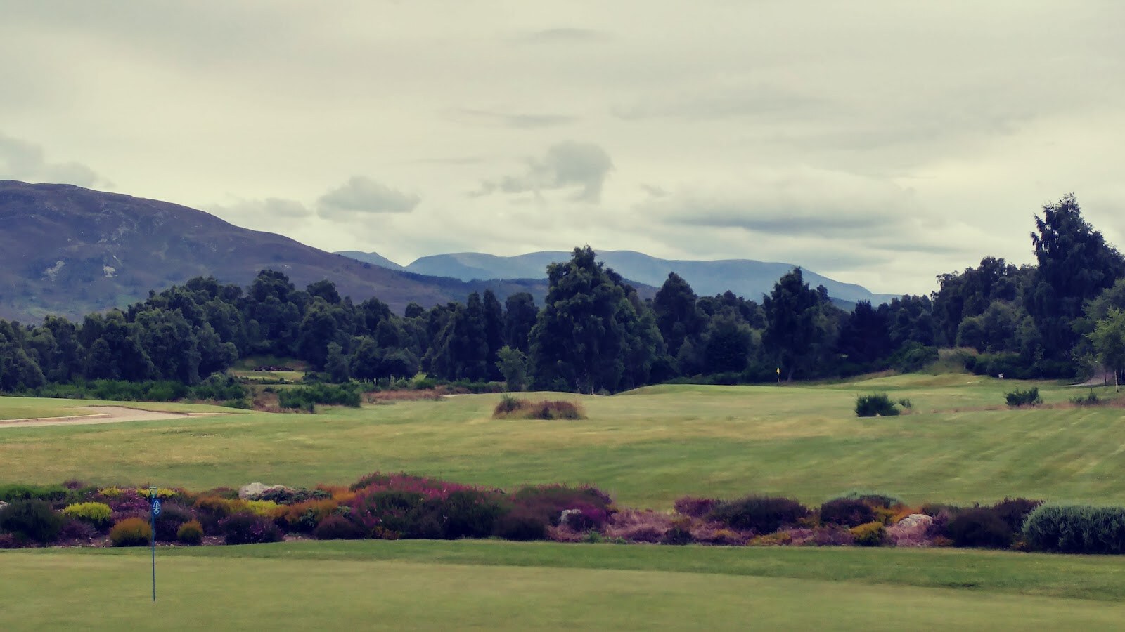 Across fairways to a yellow flag on a distant green, past a bed of purple heather and a blue-flagged pin in the foreground, with pines and the high hills beyond.