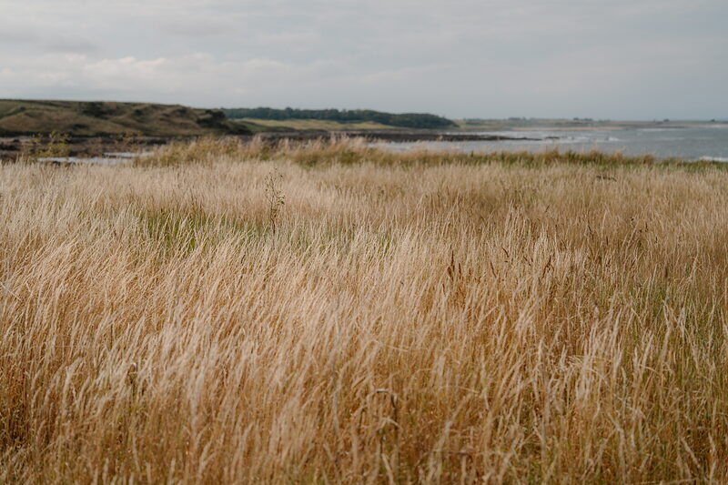 Golden dune grass leading towards a rocky coastline and the sea