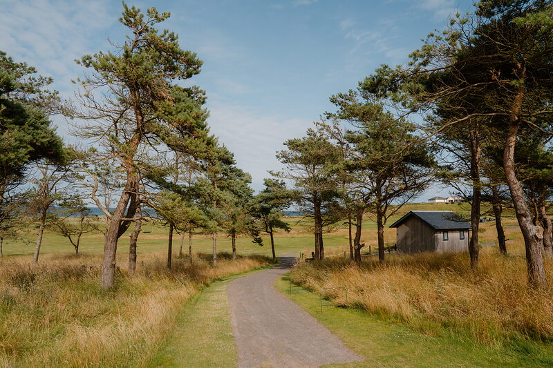 A gravel path lined with wind-bent pine trees leading towards a dark timber outbuilding