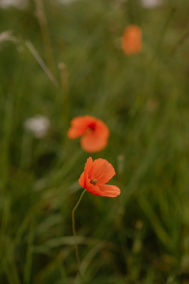 Red poppies growing among long grass, more blooms blurred in the background