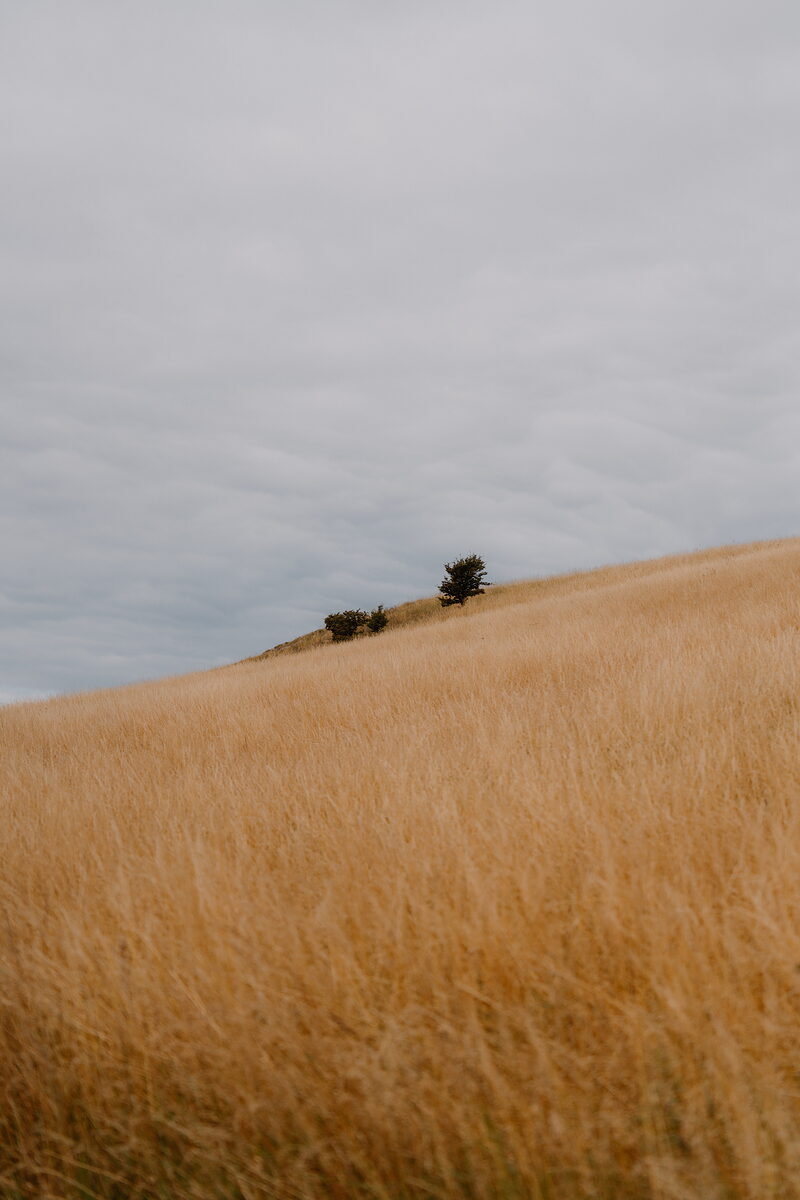 Wind-swept golden grass climbing a hillside topped with a cluster of wind-bent trees