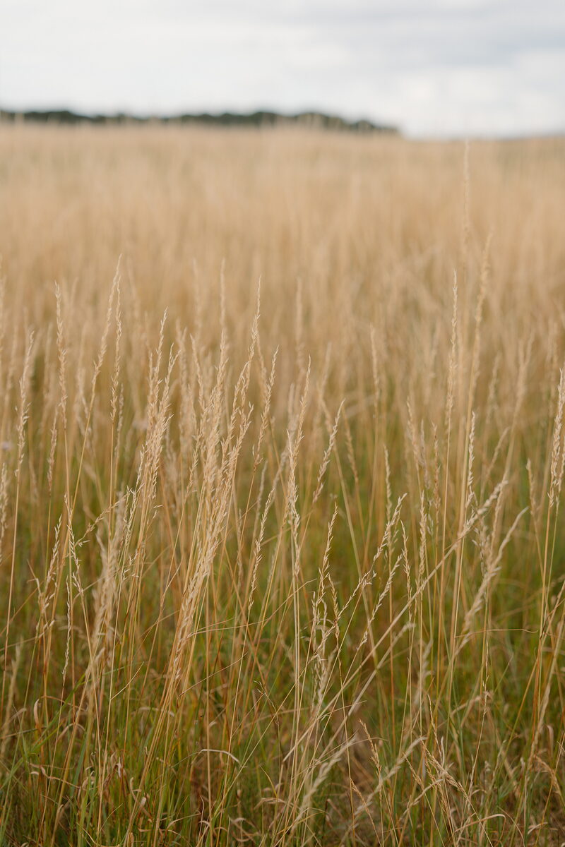A field of golden dune grass stretching towards a distant tree line