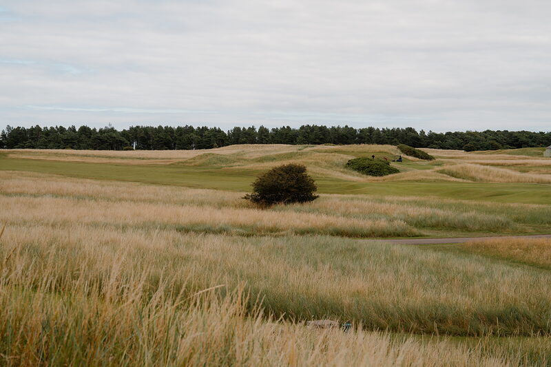 A lone gorse bush standing in a hollow between mounded fairways bordered by trees