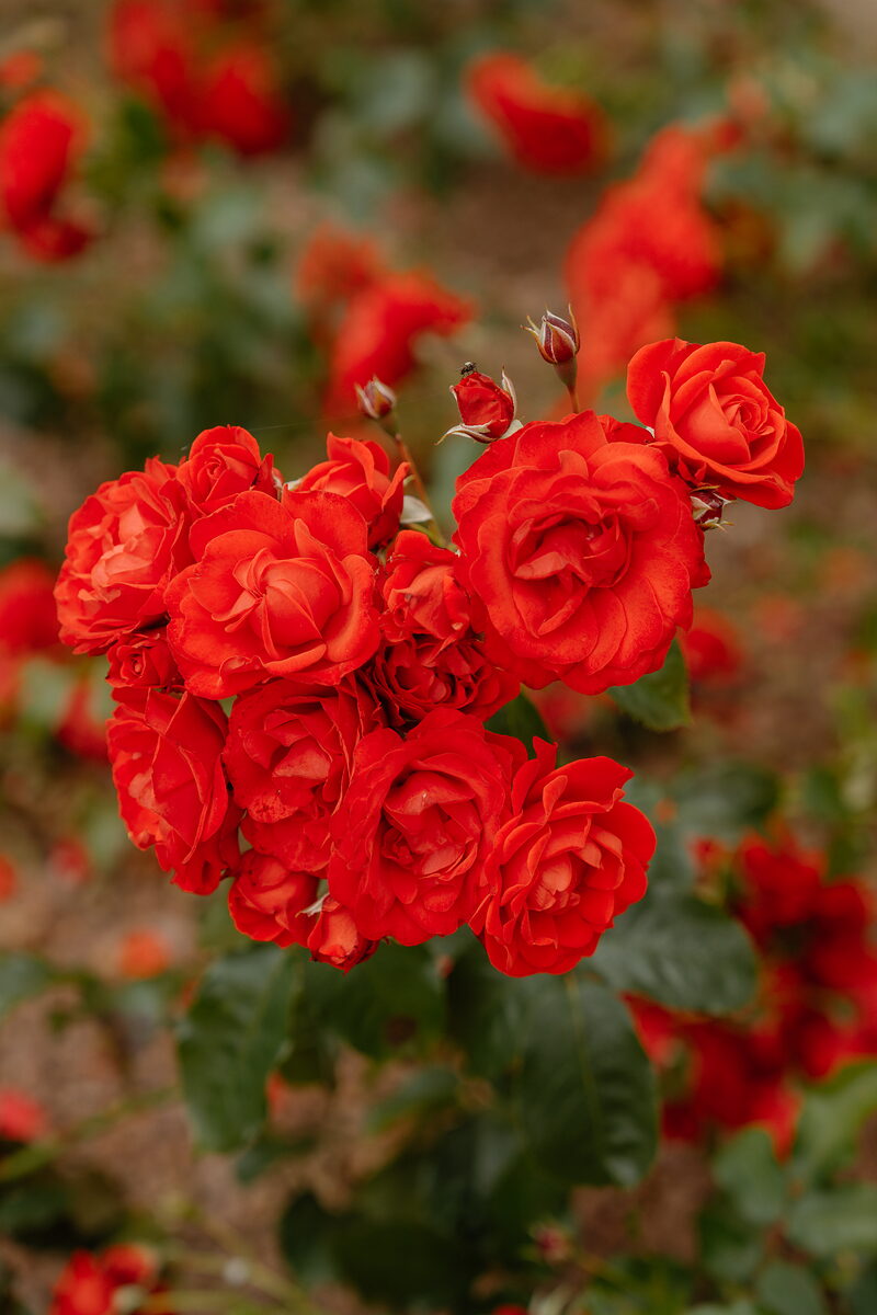 A cluster of bright red roses in bloom among green foliage