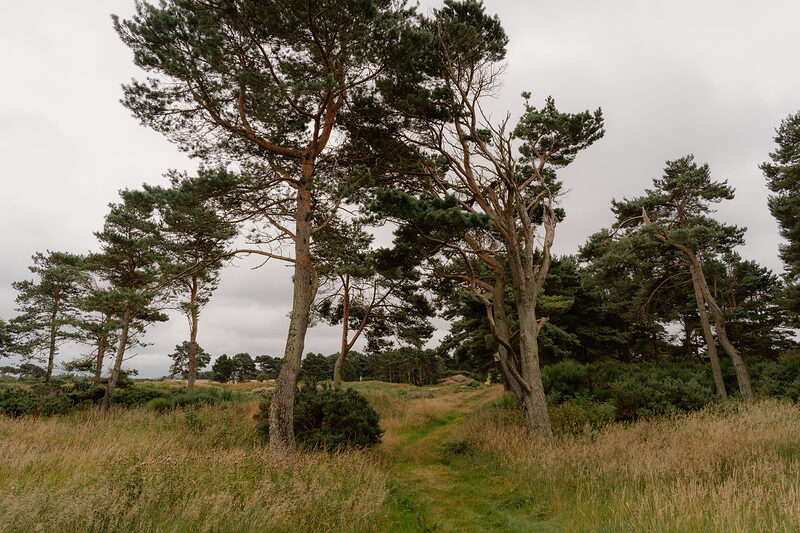 Wind-bent pines lining a gravel path through gorse and long grass