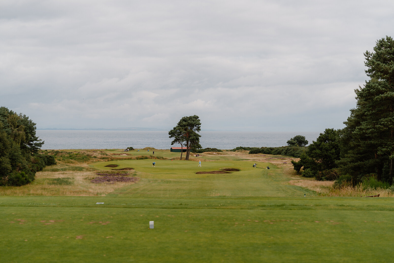 Golfers beside a pine tree on the green at Nairn, framed by trees on either side of the fairway