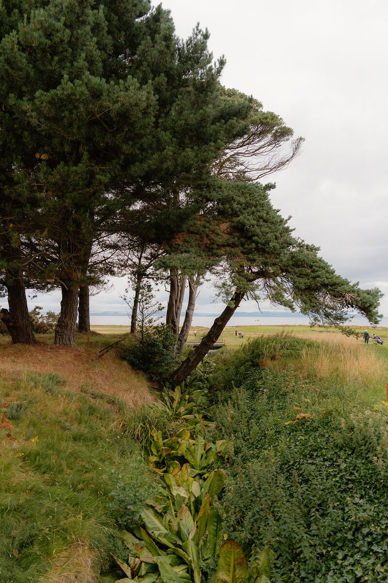 Wind-bent pine trees along the edge of the course at Nairn, the sea visible beyond and golfers in the distance