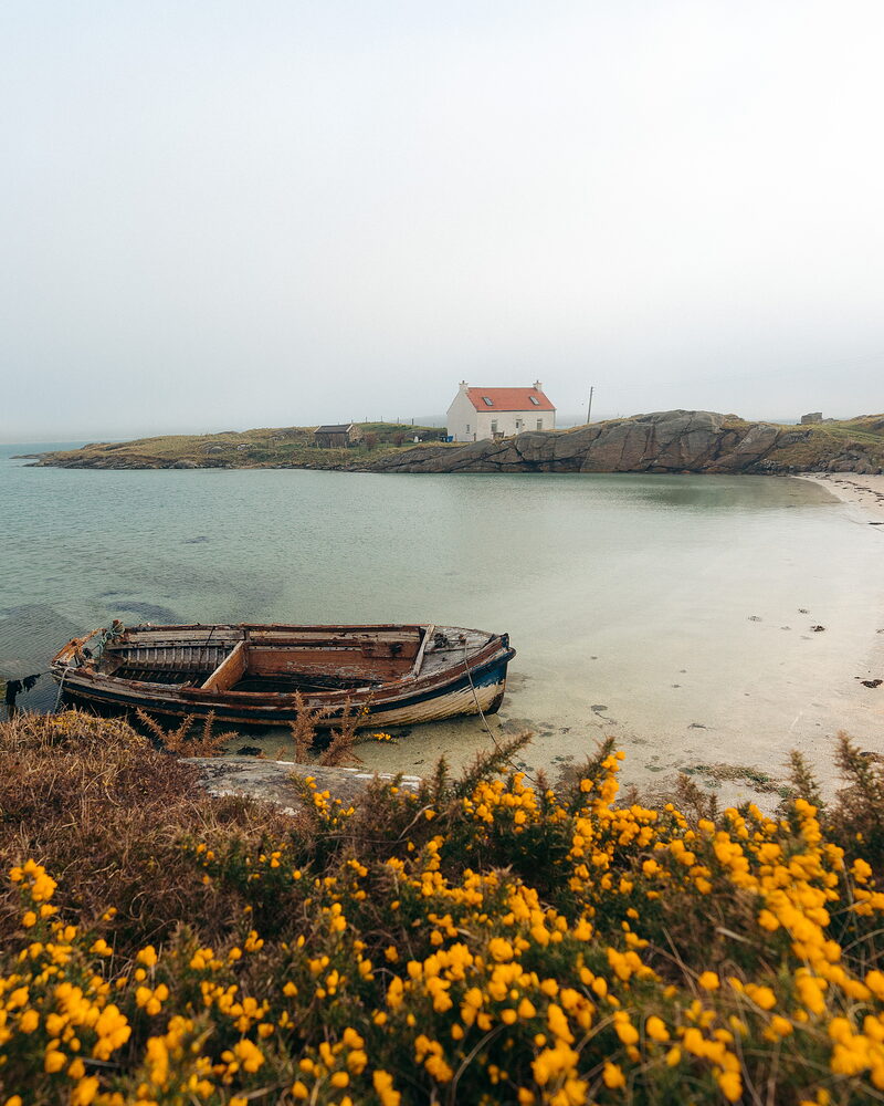 An old wooden rowing boat lies beached on a misty shore, gorse in yellow flower in the foreground and a white cottage with a red roof standing across the bay.