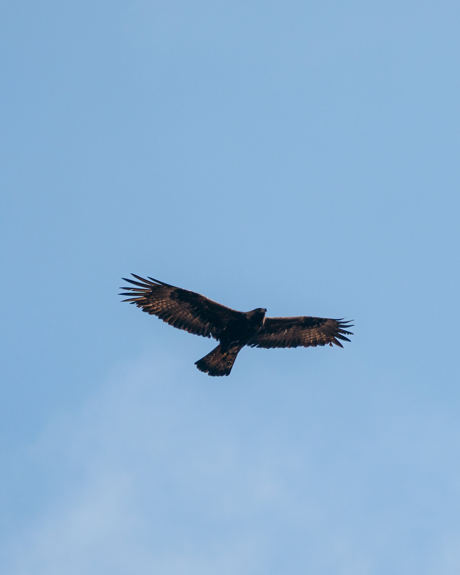 A golden eagle flies with wings spread wide against a clear blue sky.