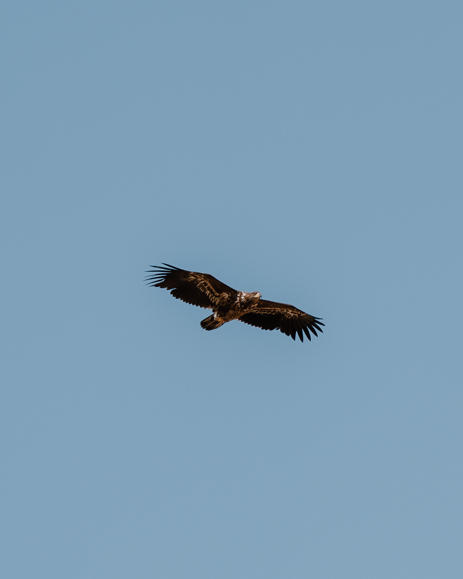 A juvenile golden eagle with mottled brown plumage flies against a clear blue sky.