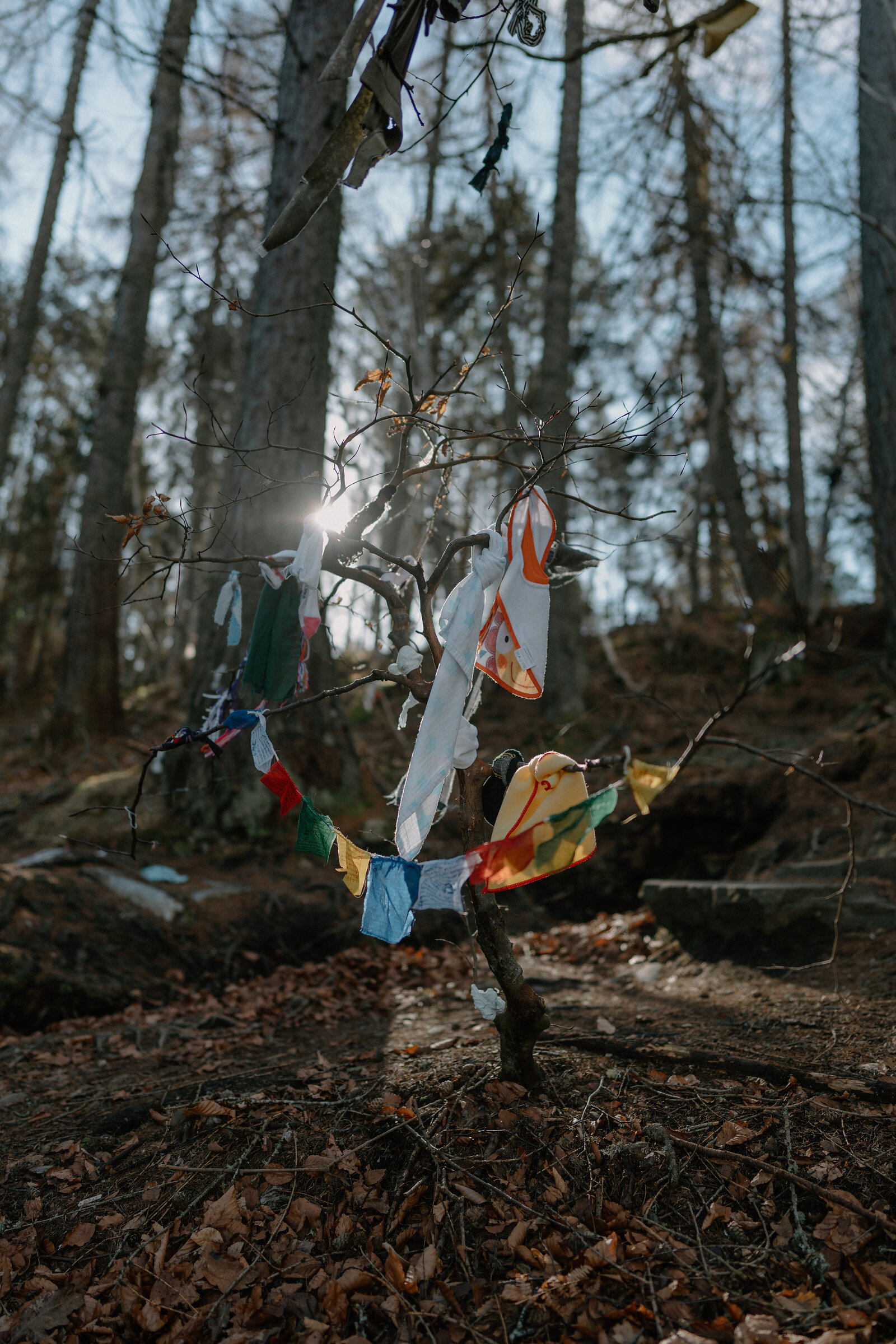 Strips of coloured cloth and rags hang from the bare branches of a small tree in a forest clearing, sunlight breaking through the trunks behind.