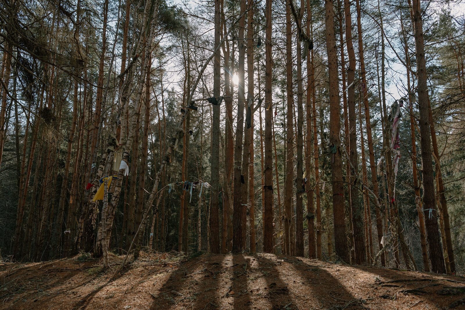 Strips of cloth hang from bare trees in a pine forest, sunlight streaming low between the trunks and casting long shadows across the needle-covered ground.