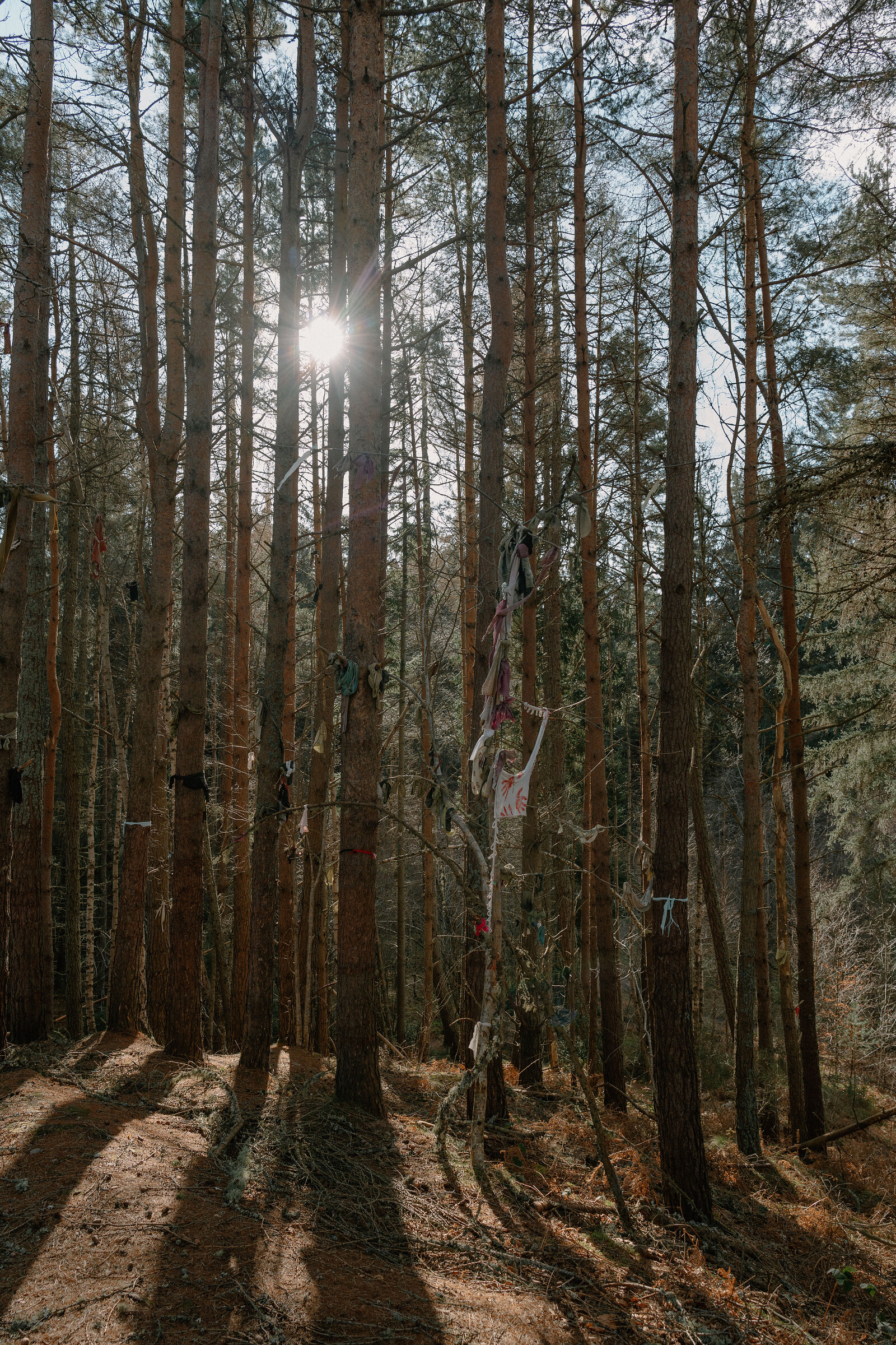 Sunlight bursts between tall pine trunks hung with strips of coloured cloth, long shadows stretching across the forest floor.