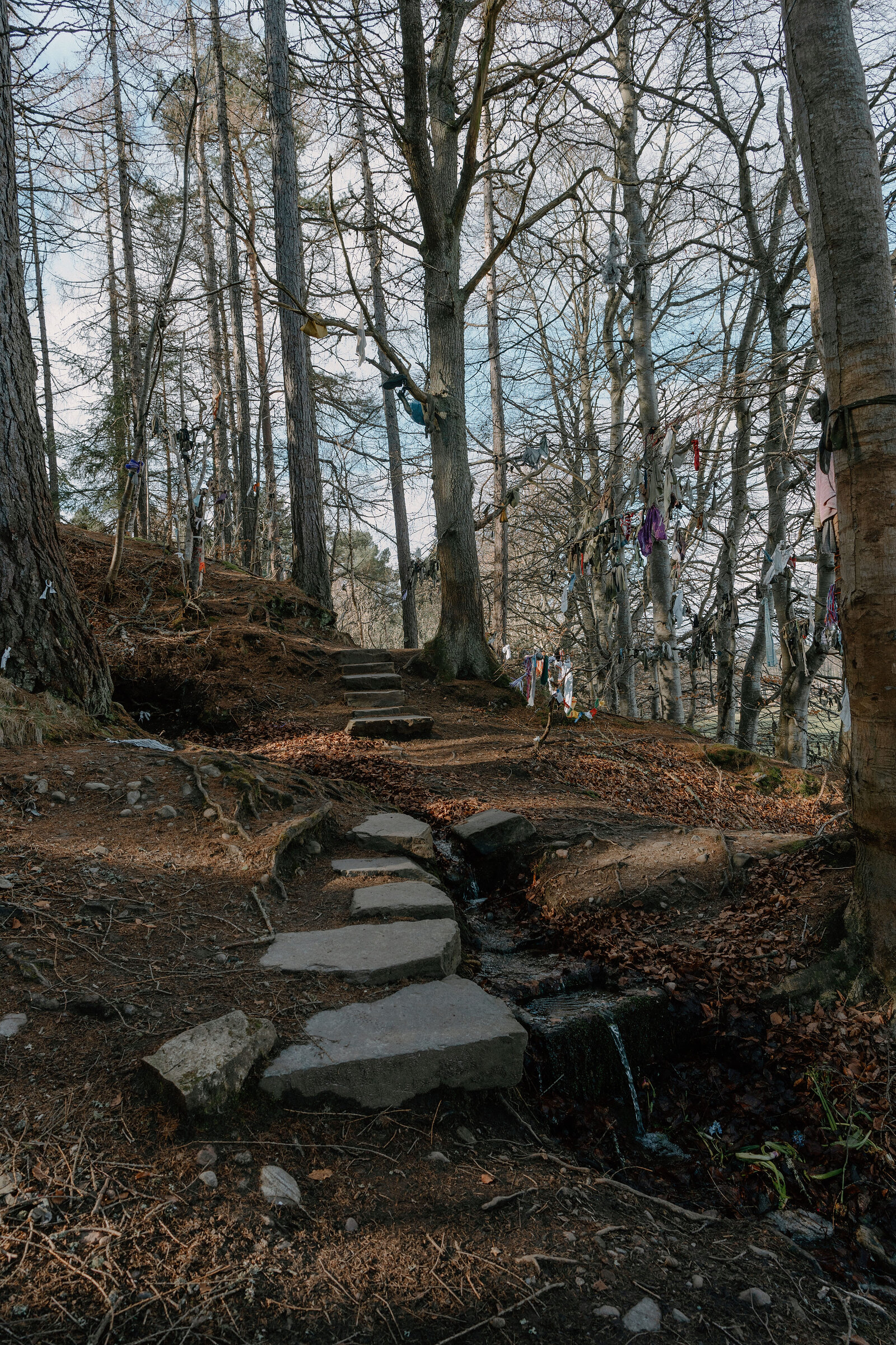A path of stone steps crosses a small stream between bare trees hung with old shoes and ribbons.