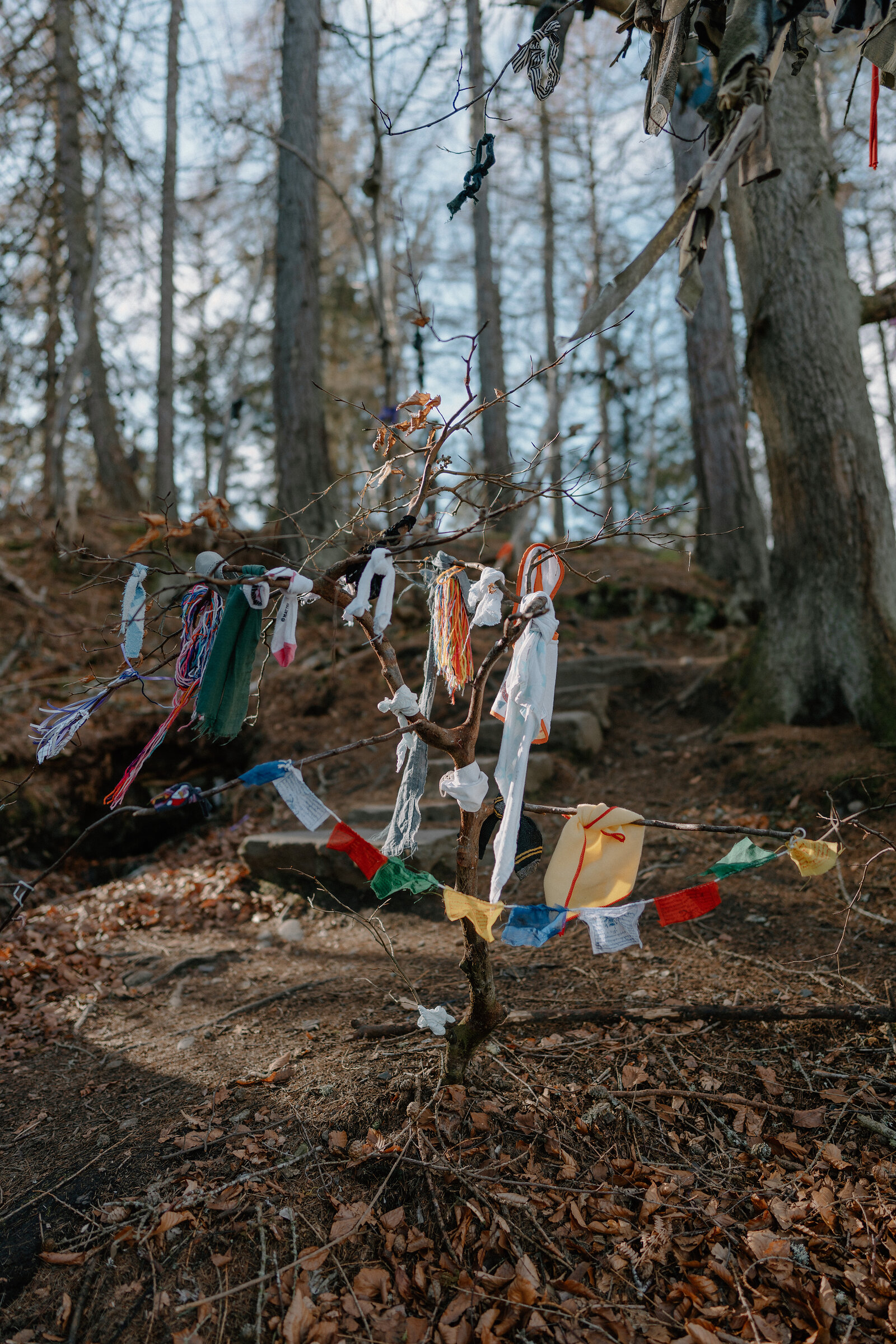 Strips of cloth and ribbon are knotted onto the bare branches of a small tree, stone steps visible in the wooded clearing behind.