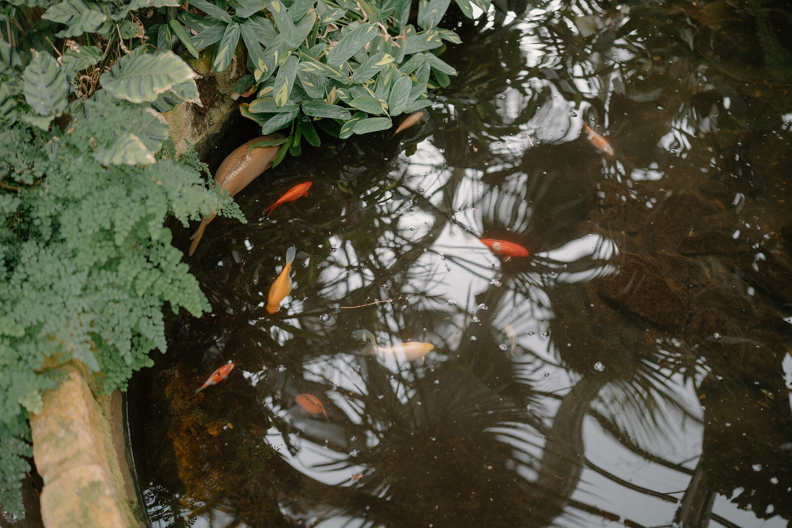 Orange goldfish swim in a pond beneath overhanging shrubs, palm fronds reflected on the water's surface.