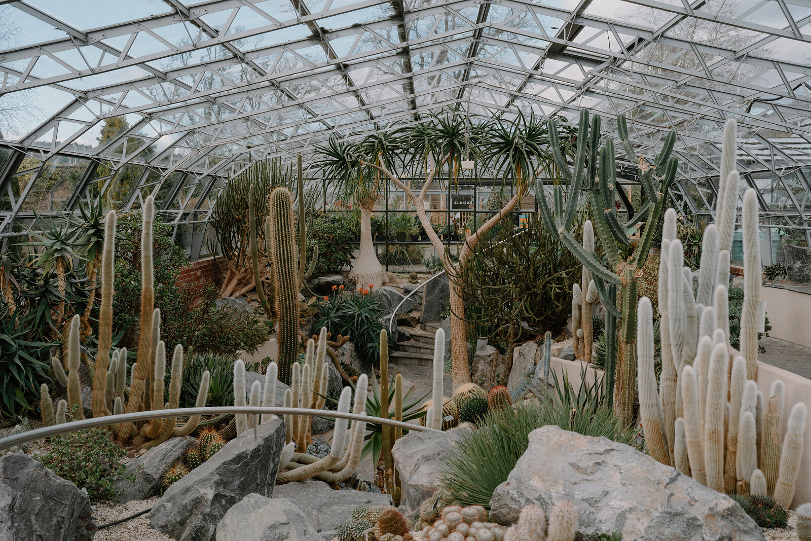 Tall columnar cacti, palms and agave plants fill a glasshouse beneath a steel-framed glazed roof.