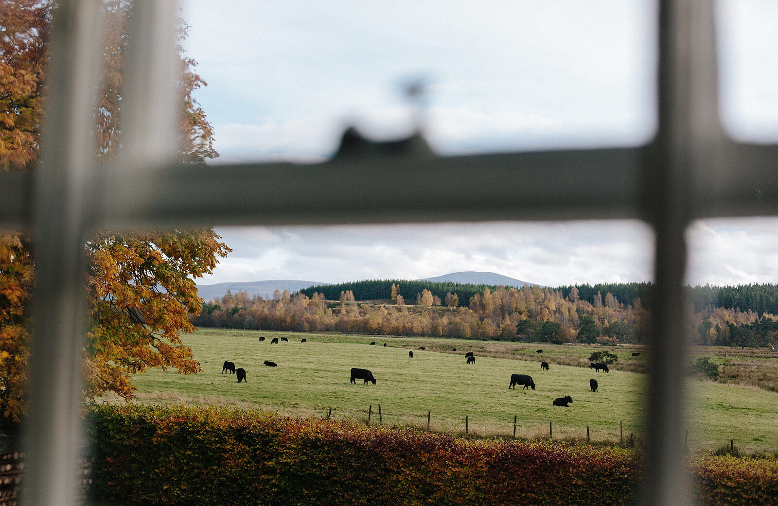 Through a window, cattle grazing in green fields, with autumn woods and a far hill beyond.