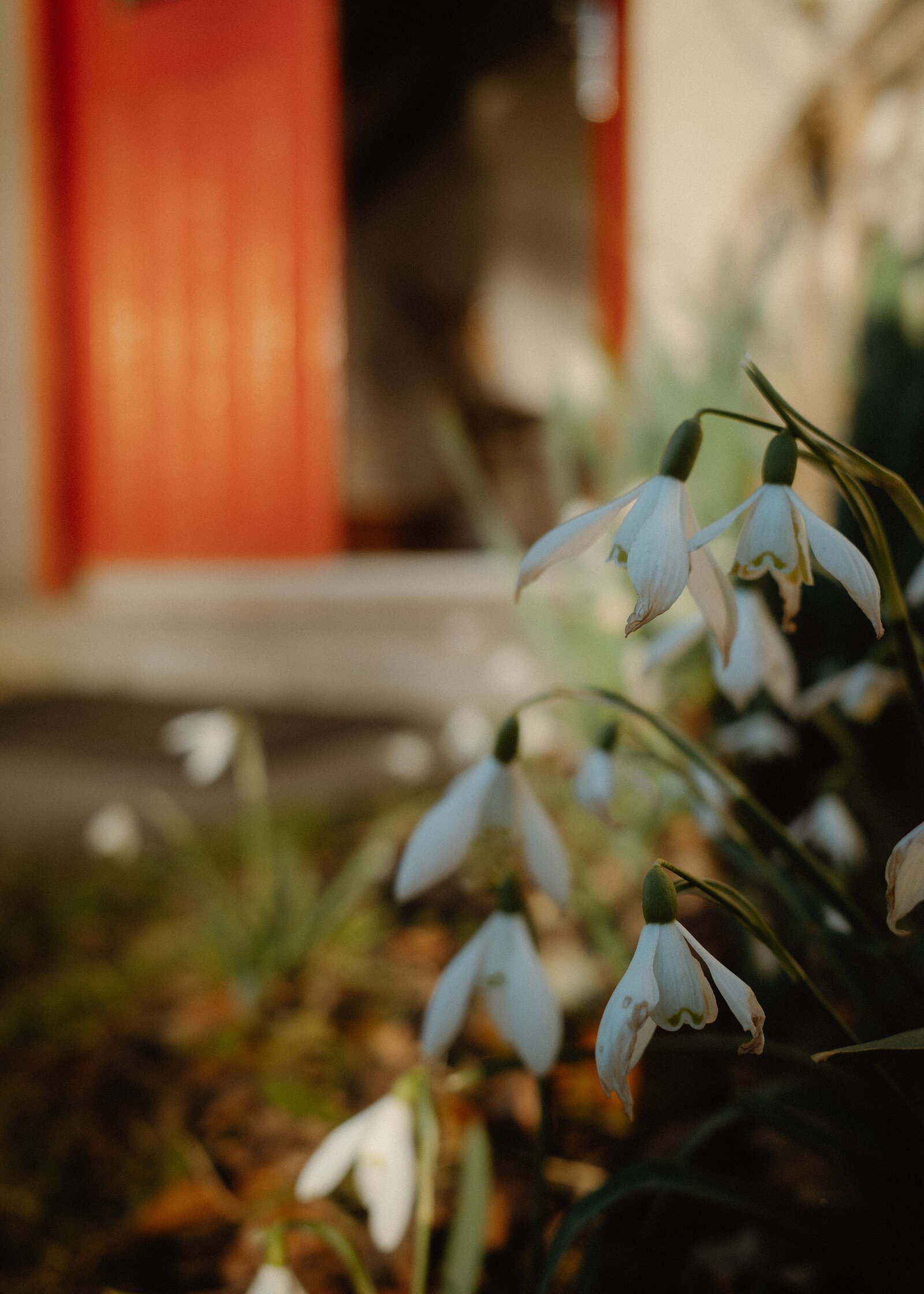 Snowdrops in flower by West Dell's red door.