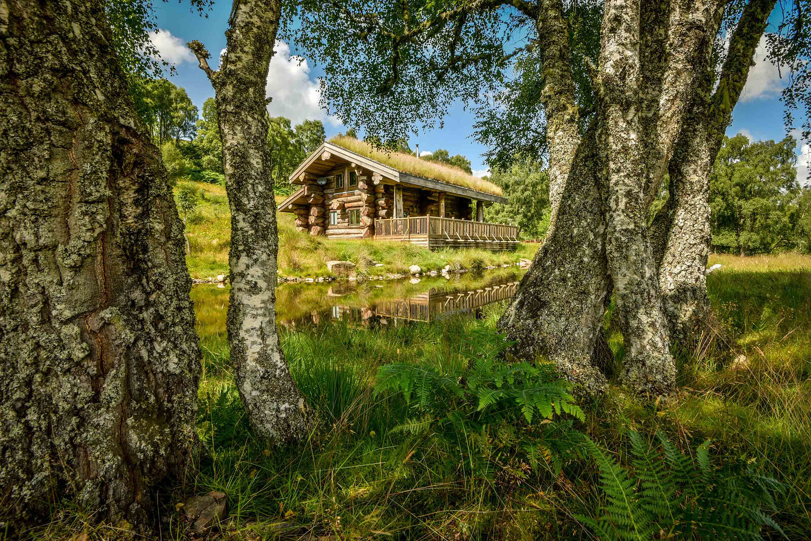 Ardea through old birch trunks, its turf roof and railed deck mirrored in the pond below, ferns in front.