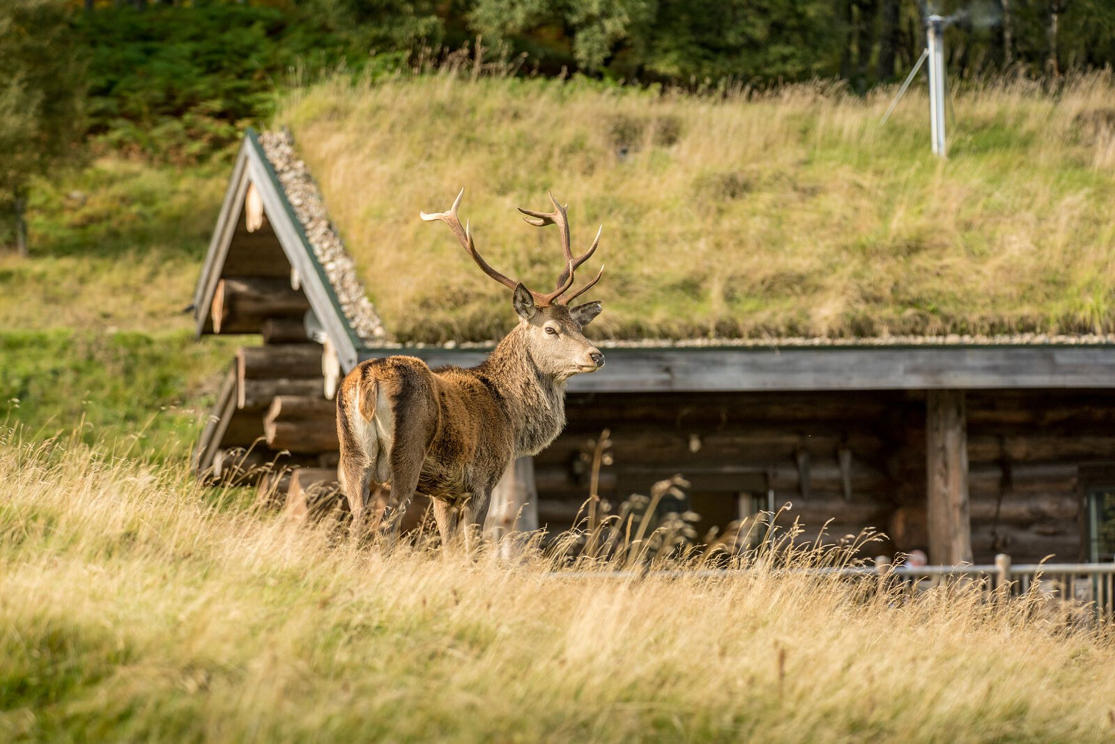 A red deer stag with a full head of antlers by a turf-roofed cabin in the autumn grass.