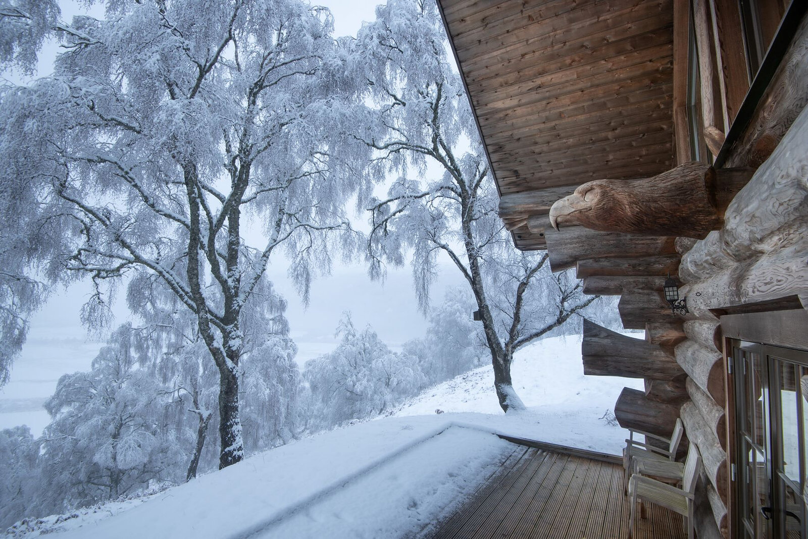 Birches heavy with hoar frost on the snowy slope below Buteo's deck, a carved eagle on the log corner.