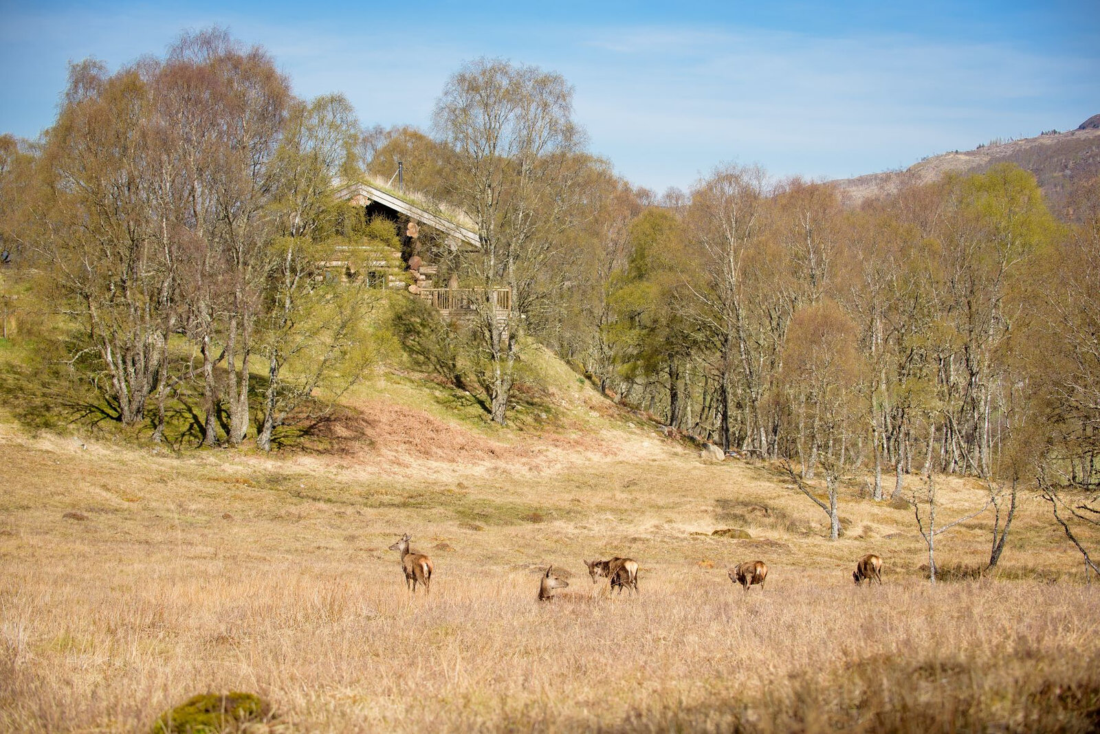 Red deer hinds grazing the pale grass below a turf-roofed cabin half hidden in the birches.