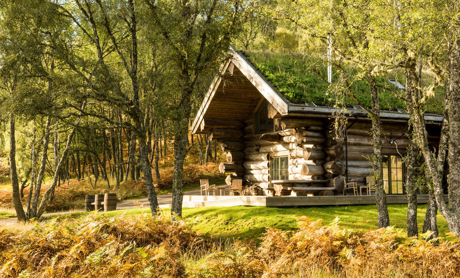 Loxia under the birches in autumn, bracken turning below its deck and turf roof.