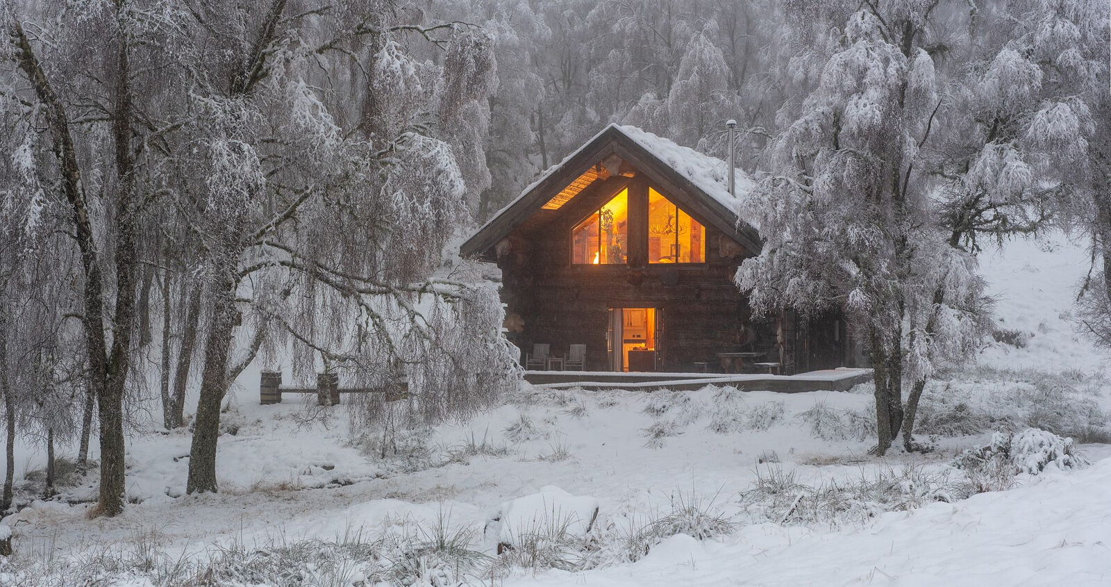 Loxia glowing among birches heavy with frost, snow on the ground.