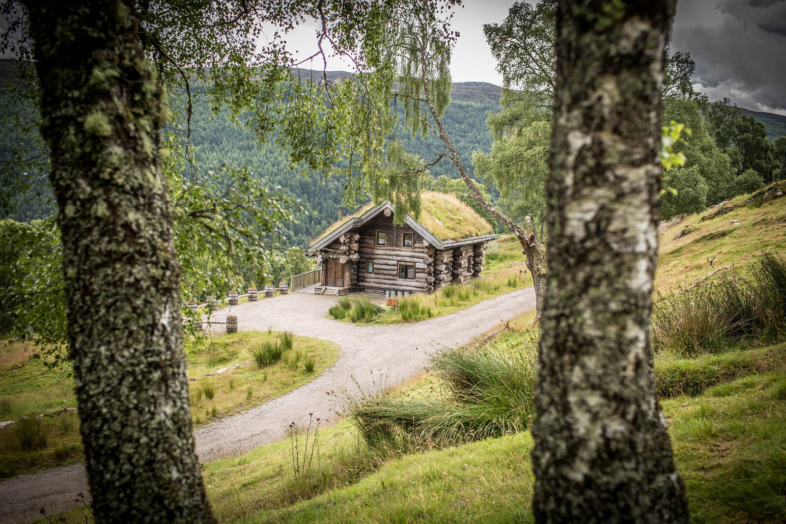 Strix down its gravel track between two birch trunks, a turf-roofed log cabin on the green hillside.