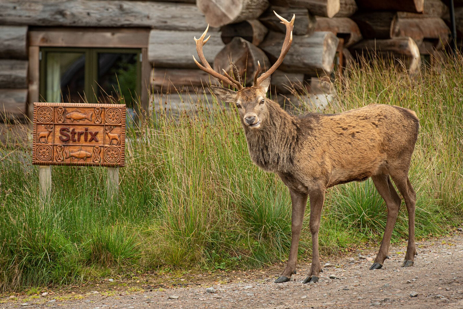 A red deer stag stands on the track by Strix's carved name sign, the cabin's log wall behind.
