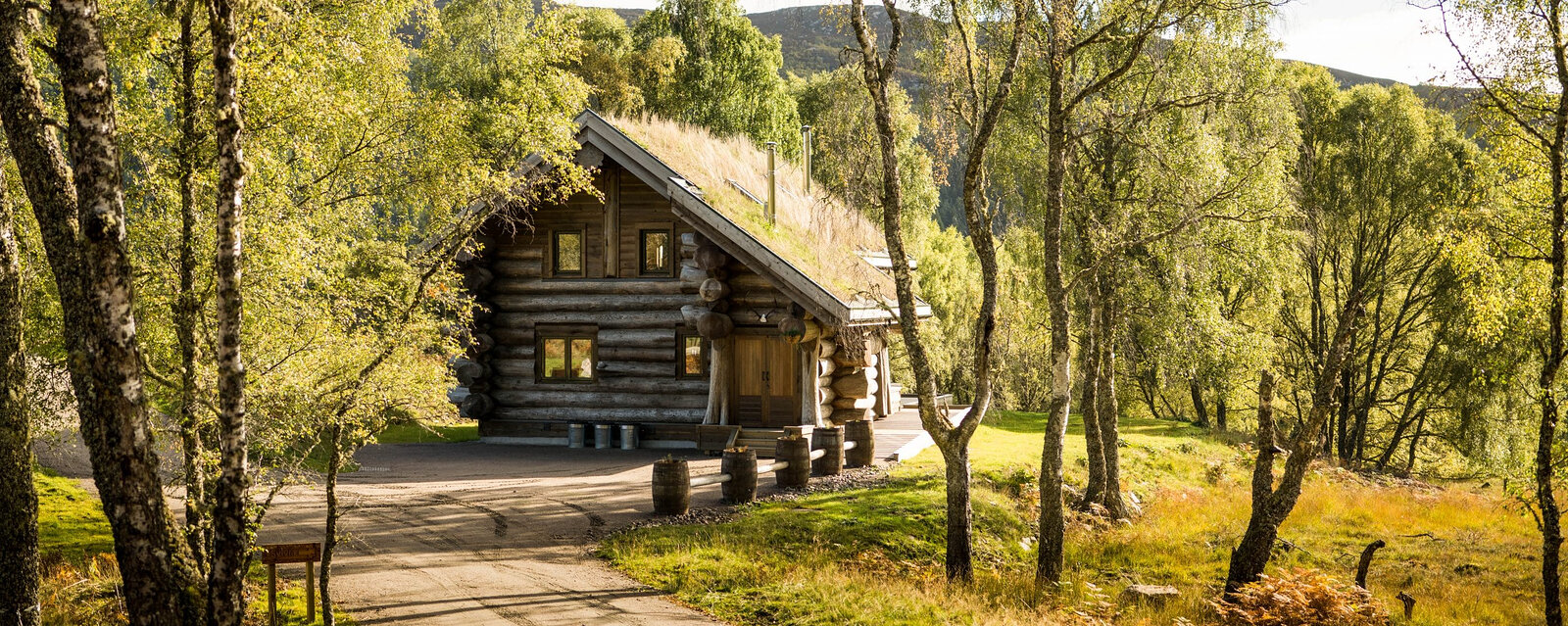 Sylvia seen through the birches in autumn light, its turf roof and gable at the end of the path.